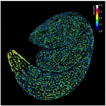 Arabidopsis embryo