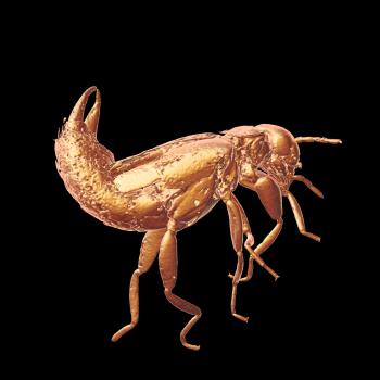 Earwig