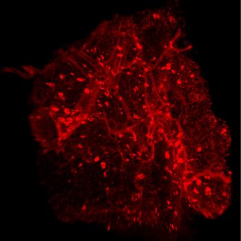 mouse adipose tissue