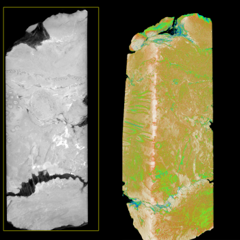 These images depict a slice of a coal ball from the Pennsylvanian period (~300 million years ago), that contains permineralized plant material from a peat swamp. 