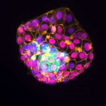 Representative image of immunofluorescent staining of a hatched mouse blastocyst in control.