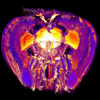 3D reconstruction of Osmium-stained dissected head of worker bee. 