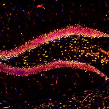 This image showcases the hippocampal region in a mouse brain slice, highlighting DAPI in blue, NeuN in green, and YAP in red using immunofluorescence.