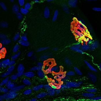 Three neuromuscular junctions (NMJs) from the diaphragm of a young male rat, illustrate the complex connections between motor neurons and muscle fibers that facilitate precise control of muscle contractions for breathing.