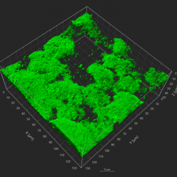 3D reconstruction of Salmonella Typhimurium biofilms in presence of differentially charged micro-nanoplastics (MNP).