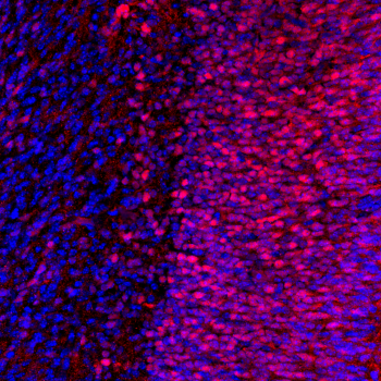 "Representative coronal image from one hemisphere of an E16.5 mouse embryo brain section (25 μm thick) stained for NeuN (red) and Hoechst (blue). NeuN is a neuronal nuclear protein that serves as a marker of post-mitotic neurons, allowing identification of maturing neuronal populations.