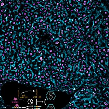 A section of mouse liver stained for ESRP2 and membrane-specific (CTNNB1) marker in a wildtype mouse. Inset: Timed activation of the ESRP2–miR-122 axis promotes hepatocyte binucleation and is linked with promoting hepatocyte quiescence.