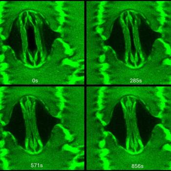 A two-photon confocal microscope image of single corn (Zea mays) stoma captured while the leaf was manipulated inside a gas exchange system with high light and tightly controlled [CO2] and humidity conditions.