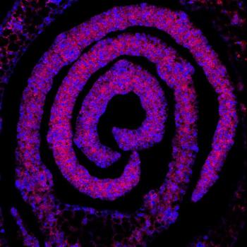 Confocal image of an 8 micron serial section containing the developing leaf primordia in the grass Setaria viridis (ME34) at 8 days after germination. 