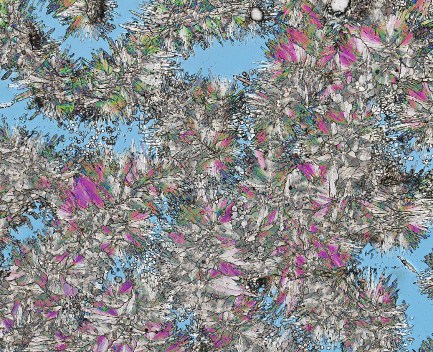 Great Barrier Reef Coral