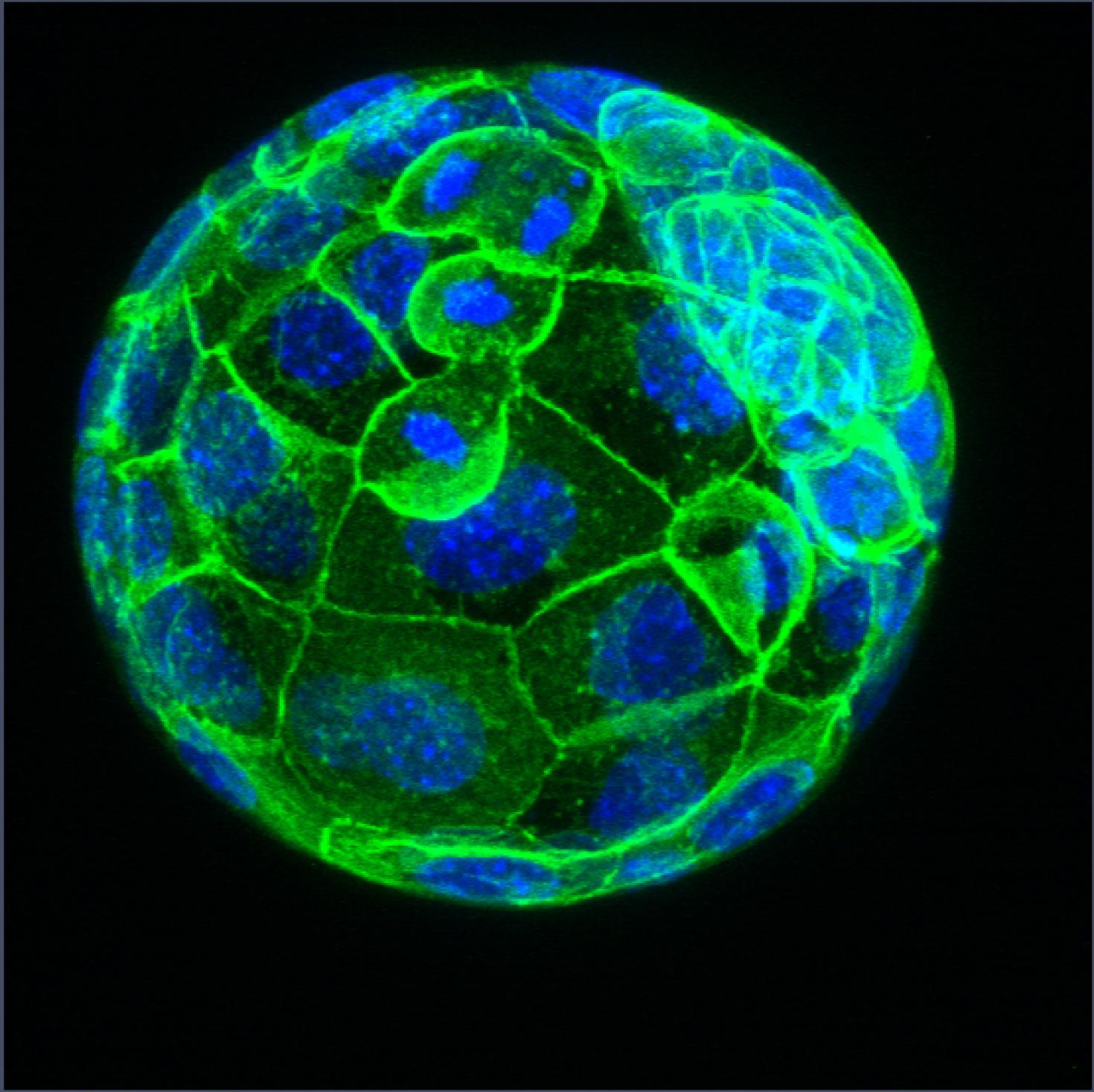 Mouse Blastocyst