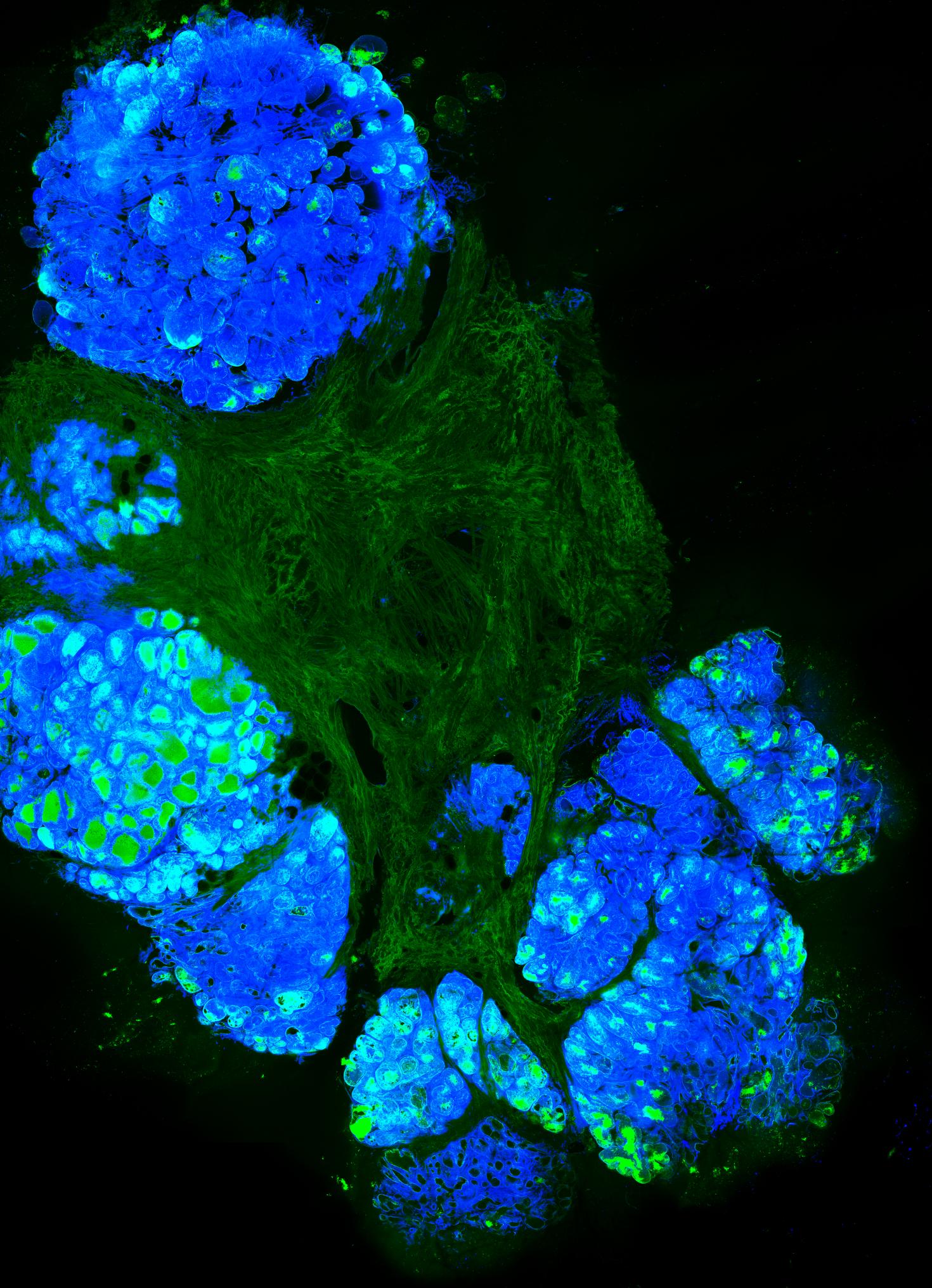 Ductal Network of Bovine Mammary Glands