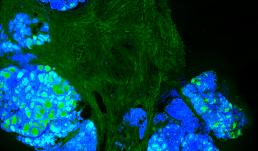 Ductal Network of Bovine Mammary Glands