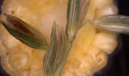 Cross section of a corn cob