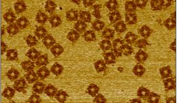 origami self-assembled of synthetic DNA oligonucleotides