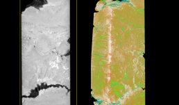 These images depict a slice of a coal ball from the Pennsylvanian period (~300 million years ago), that contains permineralized plant material from a peat swamp. 