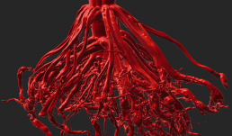 This crown root from biomass sorghum grown in the field under restricted water supply using our rain-out facility as part of the CABBI project. 