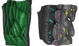 Exploring 3D leaf anatomical traits for C4 photosynthesis: chloroplast and plasmodesmata pit field size in maize and sugarcane. 