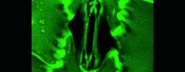Representative 16-bit confocal microscope image of an open Zea mays stoma.