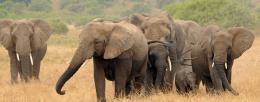 "Given this history, gene flow between the species is unlikely to be beneficial, and hybrid elephants should be avoided for translocations," said Alfred Roca, professor of animal sciences / Laura Bertola 