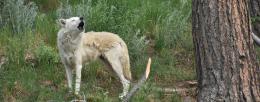 A gray wolf (Canis lupus) at Mission:Wolf Sanctuary in southern Colorado. Gray wolves remain endangered in most of the continental United States, especially the Mexican wolf subspecies (Canis lupus baileyi) which suffers from genetic bottlenecking. - Jenny Thompson