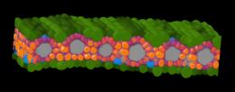  A machine-learning labeled cross-section of a sorghum leaf generated with microCT imaging. / James Fischer