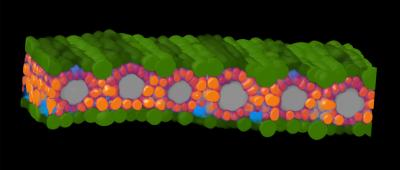  A machine-learning labeled cross-section of a sorghum leaf generated with microCT imaging. / James Fischer