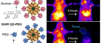 The visual abstract from the paper, entitled “Macrophage-Targeted Quantum Dots with Short-Wave Infrared Emission for In Vivo Breast Cancer Imaging,” published in Bioconjugate Chemistry.
