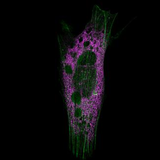 Sukenik SR SIM Shaharsu