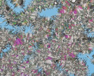 Great Barrier Reef Coral