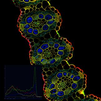 Switch Grass Leaf Cross Section