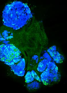 Ductal Network of Bovine Mammary Glands