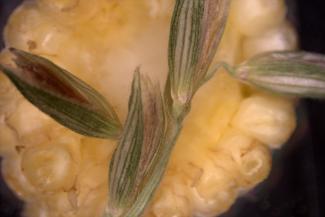 Cross section of a corn cob