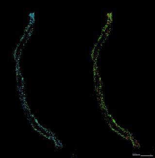 The image on the left shows the localization of single fluorophores for the two homologous chromosome labeled with Sycp3-Flux640 and Sycp1-Flux680. The image on the right is the ratiometrically-separated fluorophores, which shows sycp1 (red) localized between the two homologs labeled with sycp3 (red). The microscope used is the Abberior Minflux and the image is  generated using the imspector software.