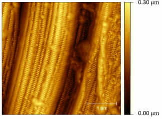 Nnoscale collagen fibril arrangement in pig tendon.
