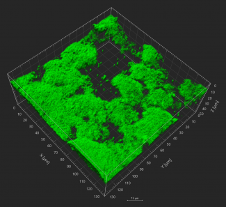 3D reconstruction of Salmonella Typhimurium biofilms in presence of differentially charged micro-nanoplastics (MNP).