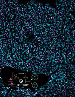 A section of mouse liver stained for ESRP2 and membrane-specific (CTNNB1) marker in a wildtype mouse. Inset: Timed activation of the ESRP2–miR-122 axis promotes hepatocyte binucleation and is linked with promoting hepatocyte quiescence.