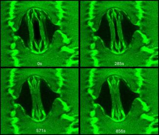A two-photon confocal microscope image of single corn (Zea mays) stoma captured while the leaf was manipulated inside a gas exchange system with high light and tightly controlled [CO2] and humidity conditions.