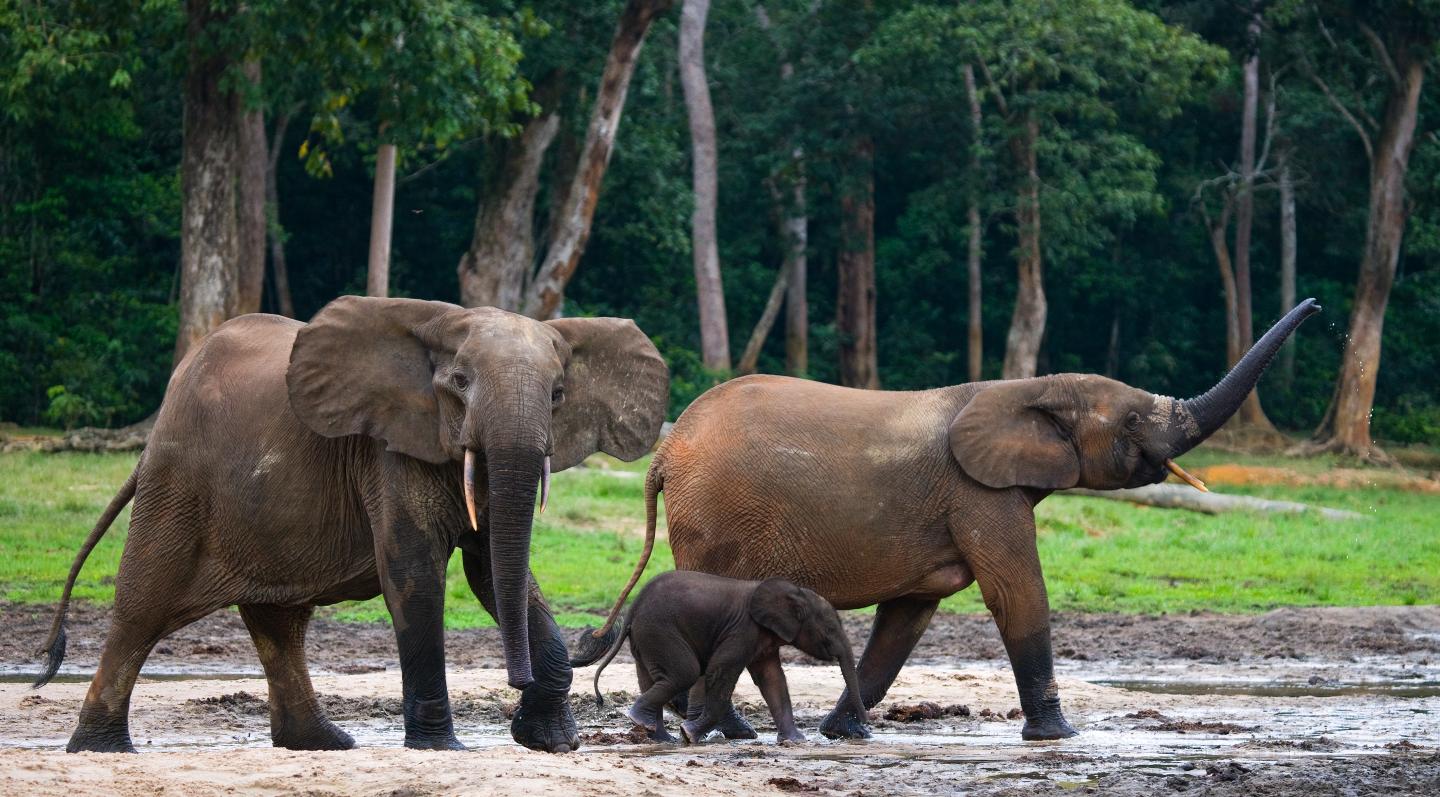 Forest elephant nuclear DNA is genetically diverse, and this diversity is consistent across populations throughout Central Africa--which should be conserved to protect their habitats rather than their DNA.