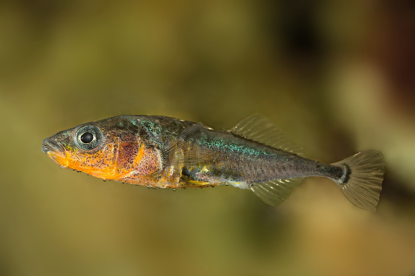 The researchers focused on sperm-mediated paternal effects and paternal care in Gasterosteus aculeatus or threespine sticklebacks.