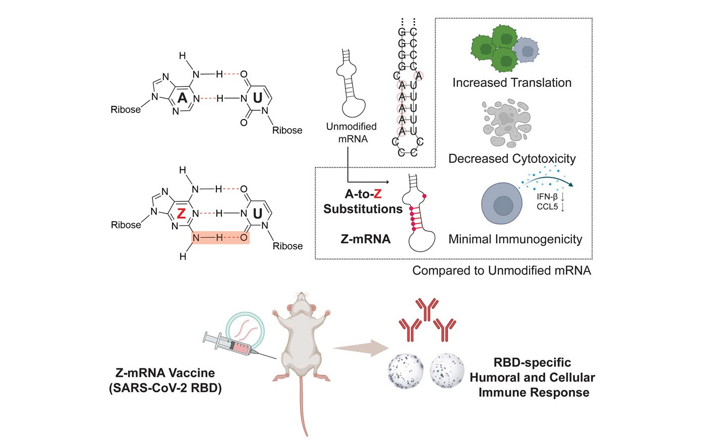 Graphical abstract representing the research: base Z replaces base A in mRNA. The A-to-Z substitution leads to increased translation, decreased cytotoxicity and minimal immunogenicity compared to unmodified mRNA. Base Z-mRNA was used to create a COVID-19 vaccine, tested in mice.