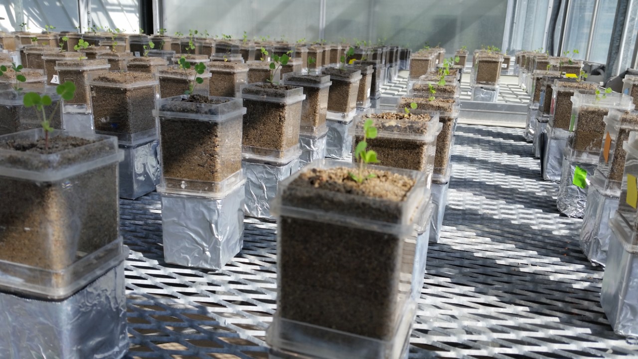 Specimens of the clover-like Medicago truncatula plant were each given an initial mixture of two strains of the nitrogen-fixing bacteria Ensifer meliloti to learn what happens to microbes when paired with the same host across multiple generations.