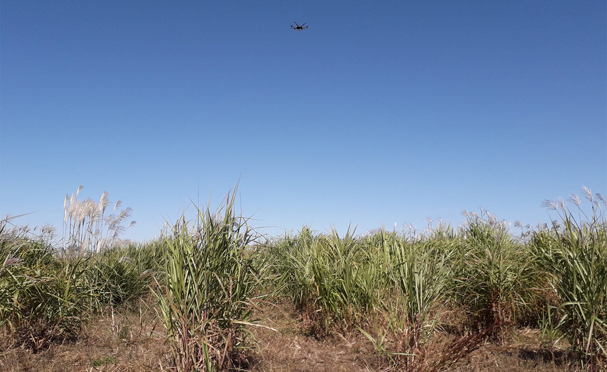 An unmanned aerial vehicle (drone) collects images over a Miscanthus sacchariflorus field trial at the University of Illinois Energy Farm in October 2020. 