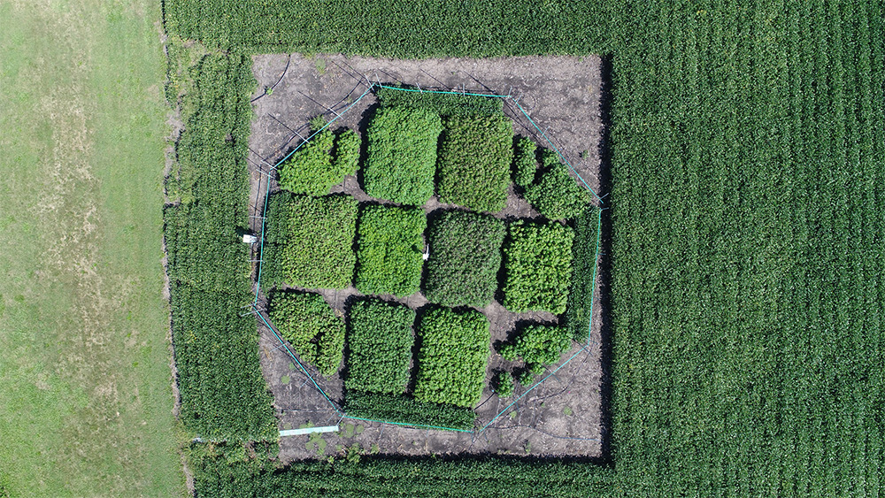 Aerial view of a field study at the University of Illinois SoyFACE research facility that examined how cassava (a staple root crop) will adapt to futuristic climate conditions. Researchers found yield increases ranging from 22 to 39 percent in seven out of eight varieties. Credit: Beau Barber/RIPE project