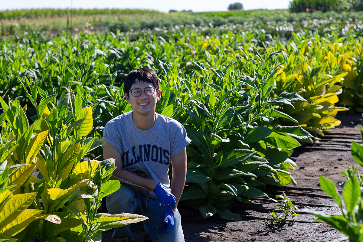 Young Cho used an ethanol spray to reduce the chlorophyll levels in leaves. The spray induced small RNA that interfered with chlorophyll synthesis resulting in pale yellow plants, and the untreated plants remained completely green