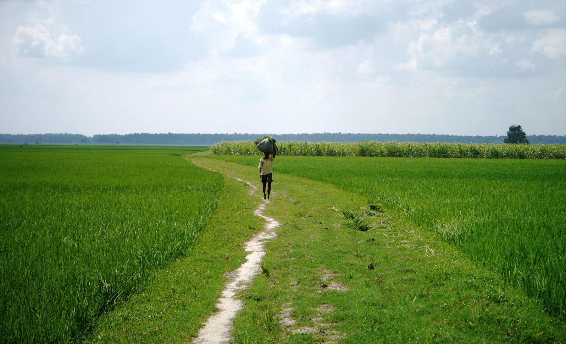 Rice fields in Uttar Pradesh, a state in northern India.