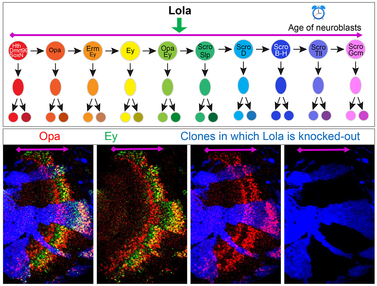 The top figure shows the sequential expression of a series of TTFs which instruct the Drosophila medulla neuroblasts to generate different neural types. The bottom panel shows the immunostaining of two TTFs: Opa in red and Ey in green. As medulla neuroblasts age, they transition from expressing Opa, then Ey, and then both Opa and Ey (yellow). In the clones where Lola is knocked out, the transitions slow down.