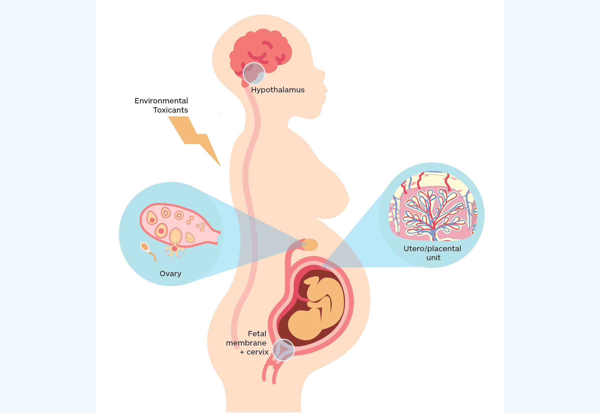 Impact of environmental toxicants on reproductive physiology