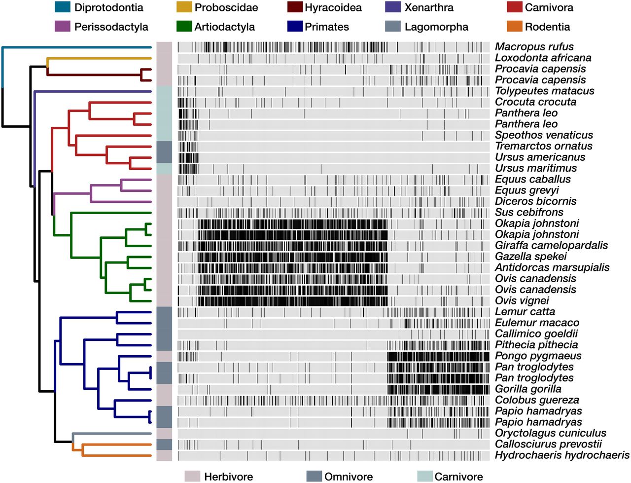 The phylogenetic distribution of specific groups of microbes reveals associations between gut microbiota and mammalian evolutionary history. 