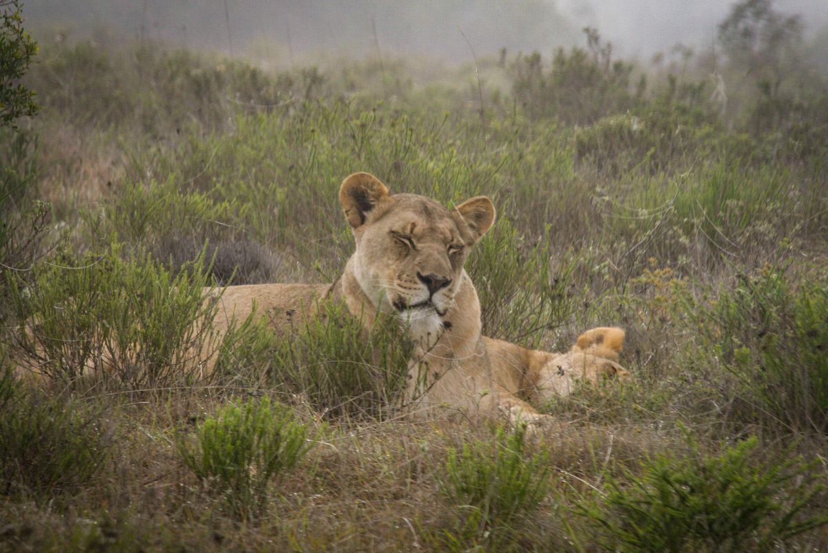 Female Lions Resting